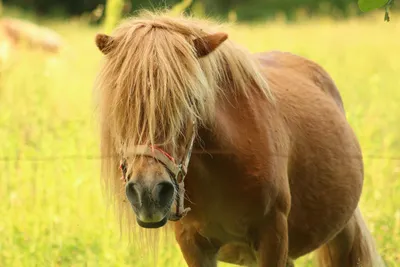 Paddock Fencing - Study on Animal-Friendly Horse Enclosures