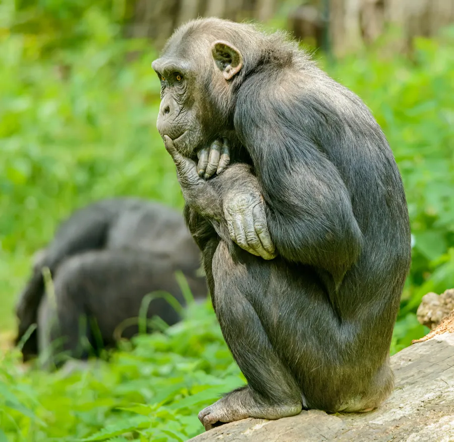 What is behavior observation?